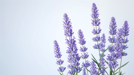 Obraz premium Lavender Flower as background Lavender Flower.