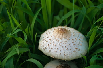 小さな巨人、オシロカラカサタケ
