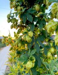 Beer Hops. Tall Humulus lupulus plant with flowers sustained by wires during a sunset on a craft brewery in California, USA. 