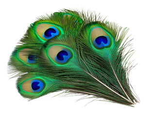 Obraz premium Vibrant peacock feathers displaying iridescent colors and patterns