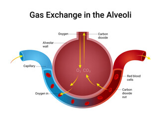 Gas Exchange in the Alveoli Illustraion