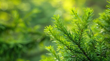 198. Crisp closeup of young evergreen Thuja twigs with lush green leaves, framed by a softly blurred background, showcasing the beauty of spring