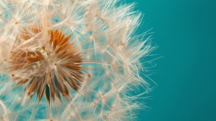 Obraz premium 204. Elegant closeup of a fluffy dandelion flower on a turquoise background, capturing its fragile nature and intricate details