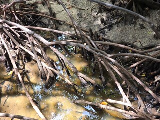 The prop roots of the mangrove trees spread out in a dense network over the mudflats and shallow water. The dark brown roots contrast with the color of the soil and the sunlight that shines down, spar