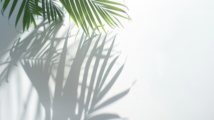 Fototapeta premium Overhead shot of palm leaf shadow on a solid white surface, modern and minimal