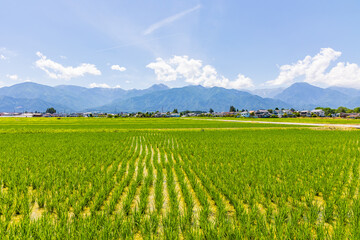 日本の風景・初夏　長野県安曇野市　田園風景