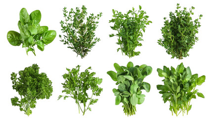 Fototapeta premium Fresh Green Herbs Collection Parsley Spinach Sage Thyme Mint Basil