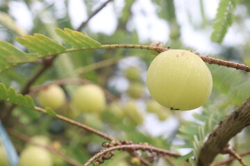Obraz premium Amla gooseberry on tree in farm