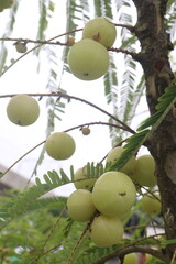Amla gooseberry on tree in farm