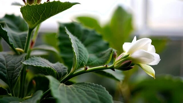 Close up view of Leucas zeylanica plant leaves and its white flower,White Thumba flower for onam