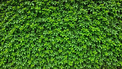 A Lush Green Hedge with Dense Foliage