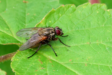 Fly