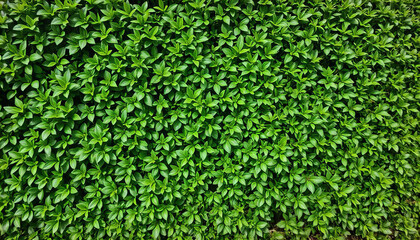 A Lush Green Hedge with Dense Foliage