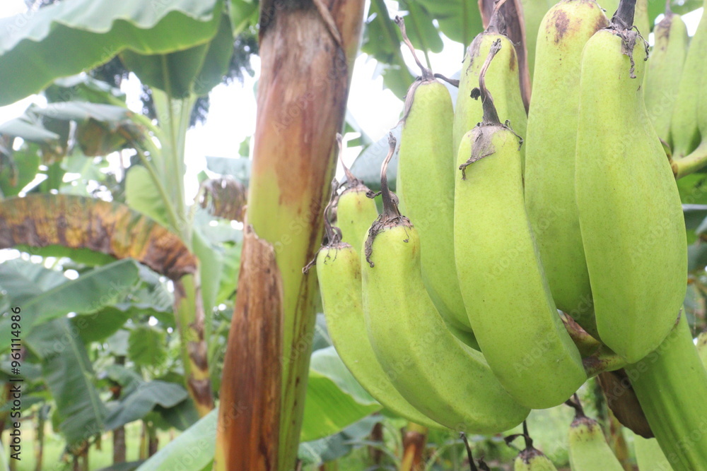 Wall mural raw bananas bunch on farm for harvest