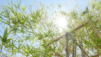 竹、日差し、会社、企業