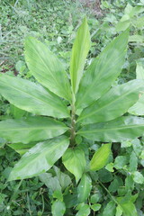 Obraz premium Ginger tree plant on farm