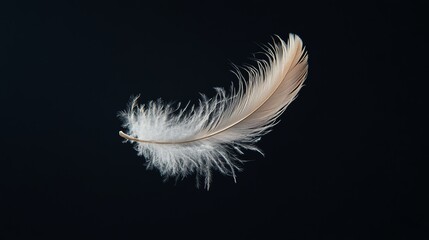 Obraz premium A single white feather against a black background.