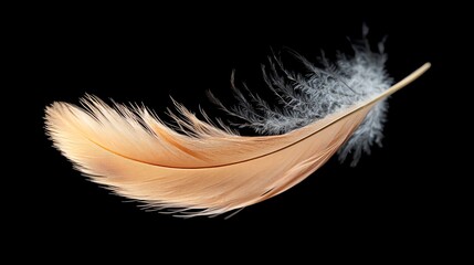 Obraz premium A single, soft brown feather floats on a black background.