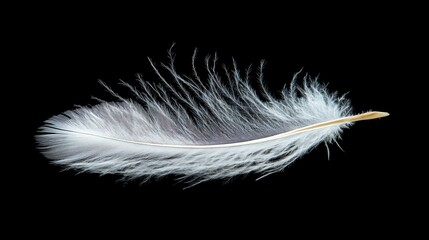 Obraz premium Single white feather isolated on black background.