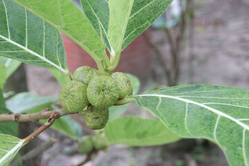 Ficus septica fruit plant on nursery