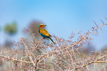 Lilac-breasted Roller (Coracias caudatus) perching on thorny tree against clear blue sky