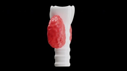 3D Animation of Thyroid