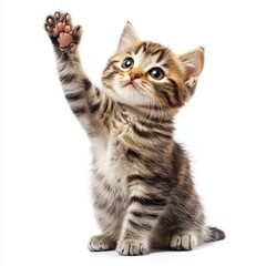 Obraz premium cute cat giving high five, isolated on white background
