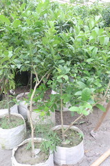 Lemons plant on farm for sell