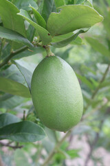 Lemons on tree in farm for harvest