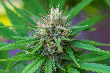 Cannabis buds with detailed trichomes before harvest phase with green bokeh background