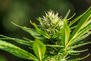 Cannabis buds with detailed trichomes before harvest phase with green bokeh background