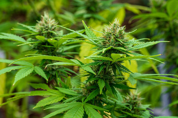 Cannabis buds with detailed trichomes before harvest phase with green bokeh background