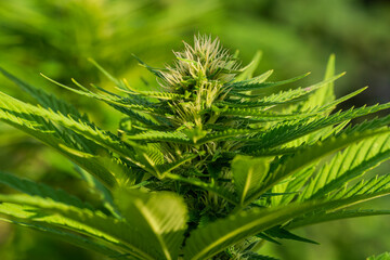 Cannabis buds with detailed trichomes before harvest phase with green bokeh background