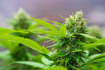 Cannabis buds with detailed trichomes before harvest phase with green bokeh background
