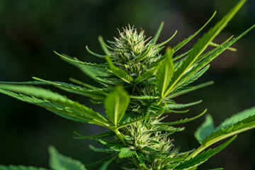 Cannabis buds with detailed trichomes before harvest phase with green bokeh background
