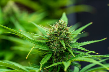 Cannabis buds with detailed trichomes before harvest phase with green bokeh background