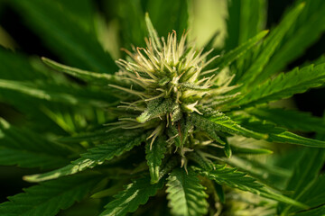 Green Cannabis buds with detailed trichomes embedded in their sugar leaves close before harvest...