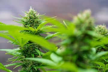 Green Cannabis buds with detailed trichomes embedded in their sugar leaves close before harvest...