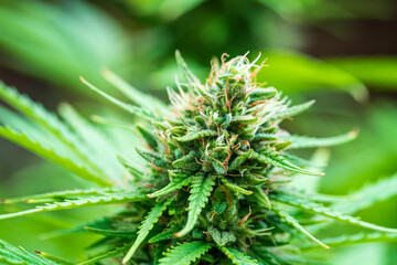 Green Cannabis buds with detailed trichomes embedded in their sugar leaves close before harvest phase