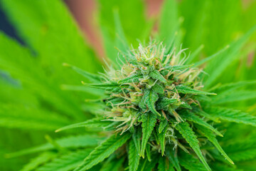 Green Cannabis blossom and the detailed trichomes embedded in their sugar leaves with soft bokeh background