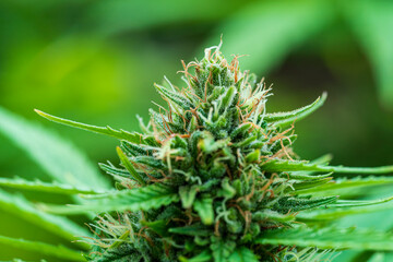 Green Cannabis blossom and the detailed trichomes embedded in their sugar leaves with soft bokeh...