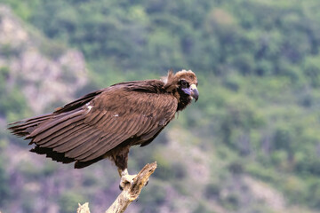 Cinereous vulture sitting on feeding station