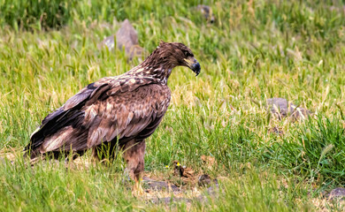 White-tailed Sea eagle sitting on feeding station