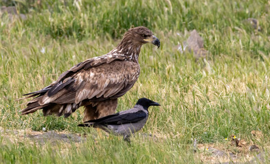 White-tailed Sea eagle sitting on feeding station