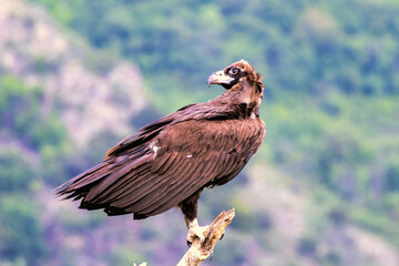 Cinereous vulture sitting on feeding station