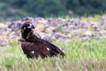 Cinereous vulture sitting on feeding station