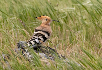 Hoopoe sitting on dirty road in early morning