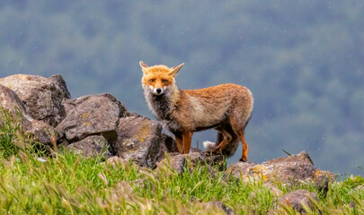 Red fox in natural summer habitat