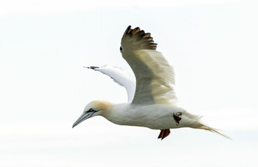 Northern Gannet on breeding rocks of Bempton cliffs, UK