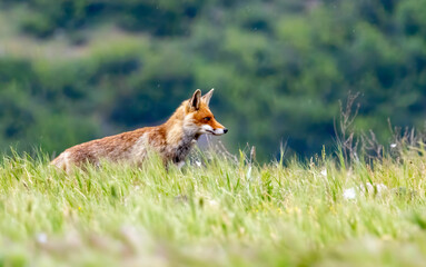 Red fox in natural summer habitat